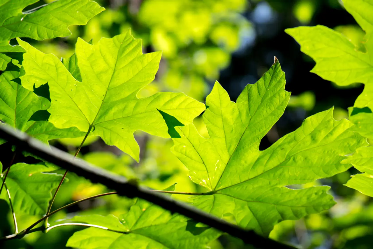 Fallen leaves along a trail at Battle Ground Lake State Park in Battle Ground, Washington.